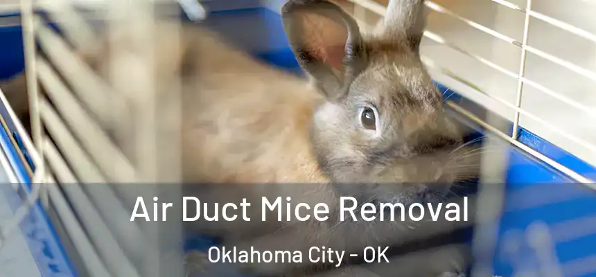 Air Duct Mice Removal Oklahoma City - OK